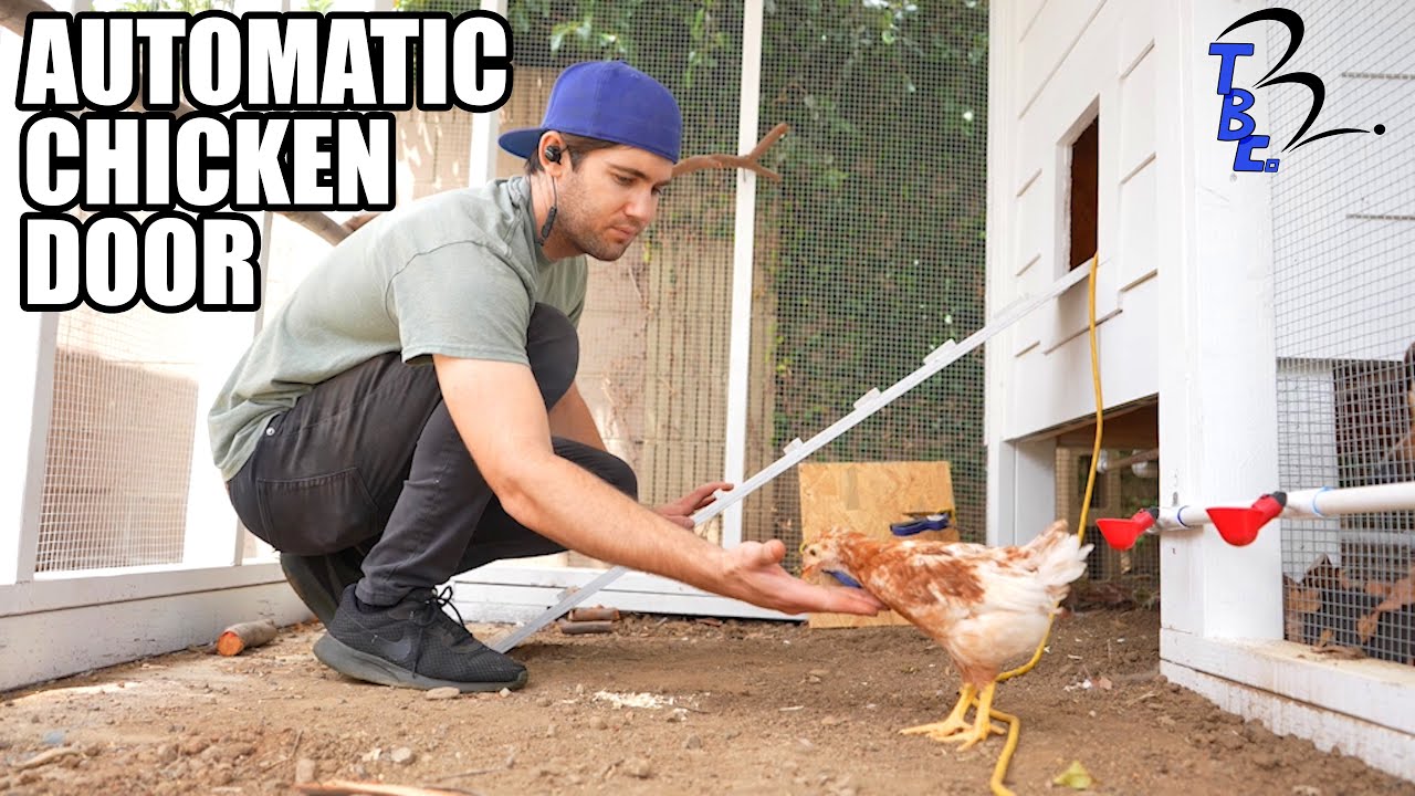 Cluckingham Palace Part 10, The Plot Chickens