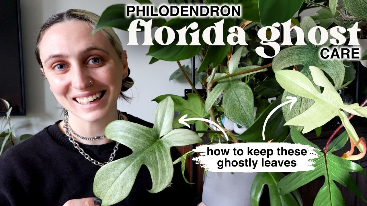 how to grow a happy FLORIDA GHOST PHILODENDRON 👻🪴 p. florida ghost care tips