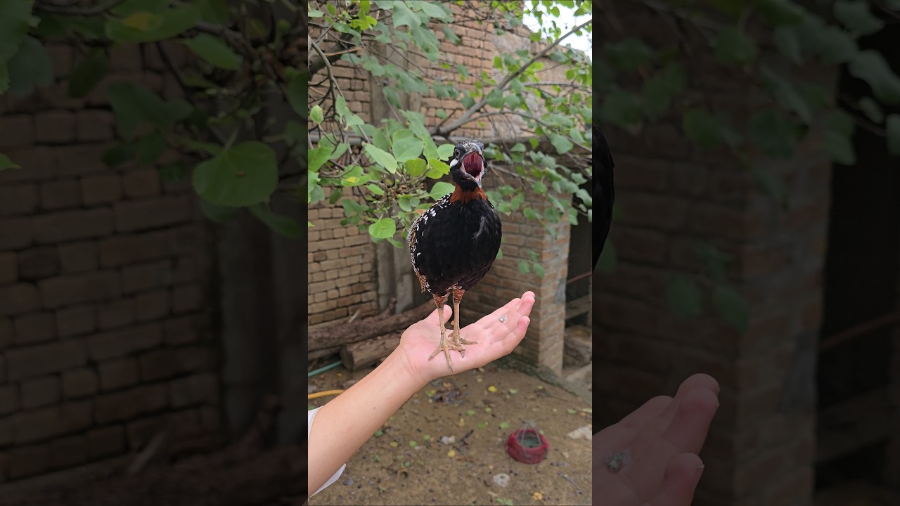 Blackfrancolin Voice | #kalateetar #teetarawaz #birdslover