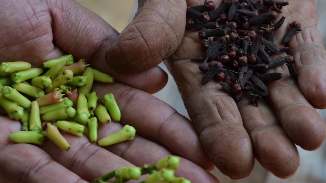 PODIE (Sri Lanka) - a journey of spice trading