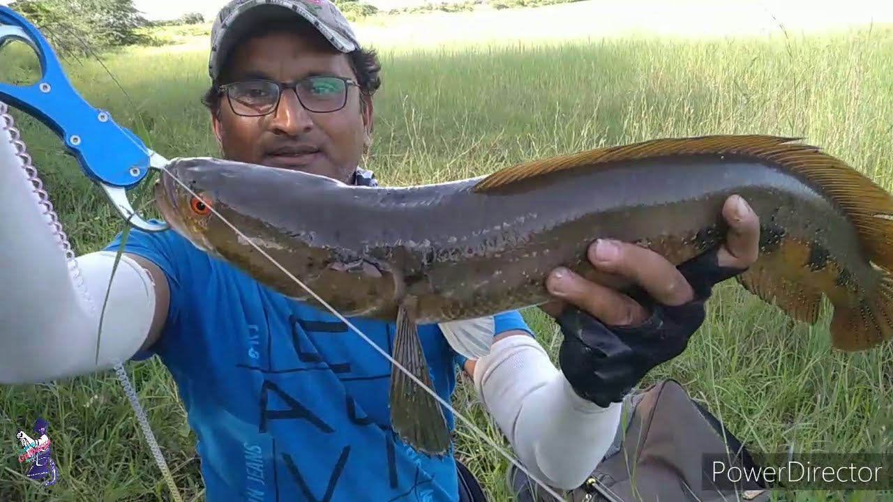 Snakehead fish catching by A.S.TABRAZ Angler Gulbarga Karnataka India