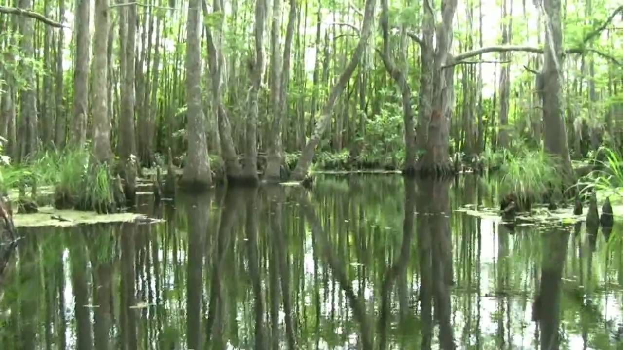 Louisiana Bayou