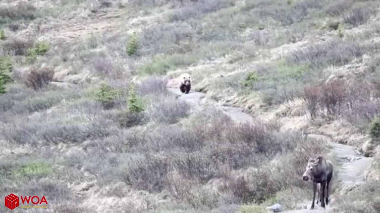 Amazing Mother Moose Protect Her Baby From Grizzly Bear Chasing | Bear hunting fail
