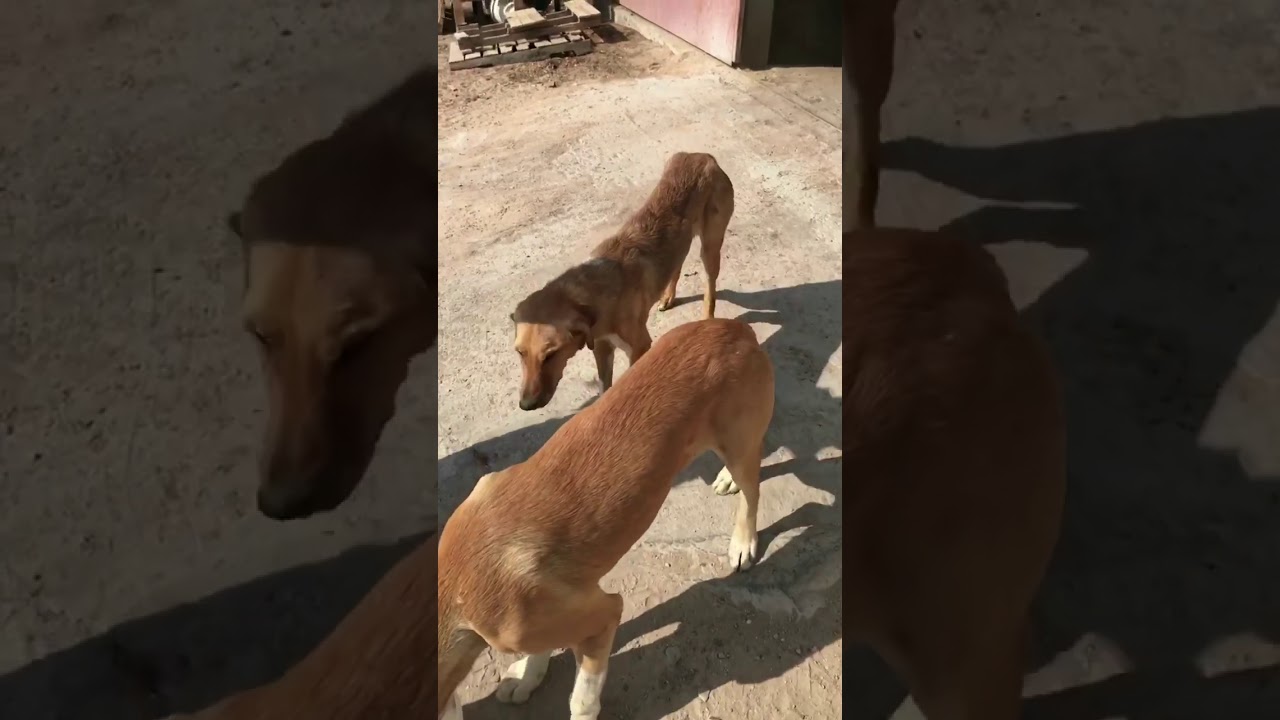 يوميات مزارع كويتي( زراعة البلوبنك )