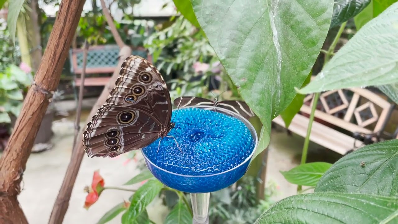 Magic Wings Butterfly Conservatory - South Deerfield - Massachusetts