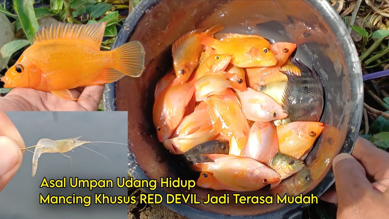 DANAU RASA KOLAM, IKAN KUMPUL SEMUA DI SATU TITIK• Mancing Ikan Hama RED DEVIL di Danau Karawang