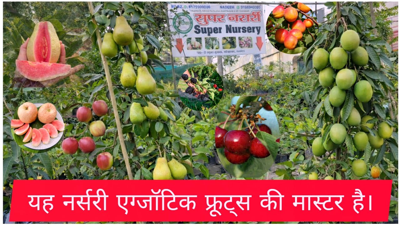 यह नर्सरी एग्जॉटिक फ्रूट्स की मास्टर है। Grafted Fruit Plant Nursery | Online fruit plant nursery 