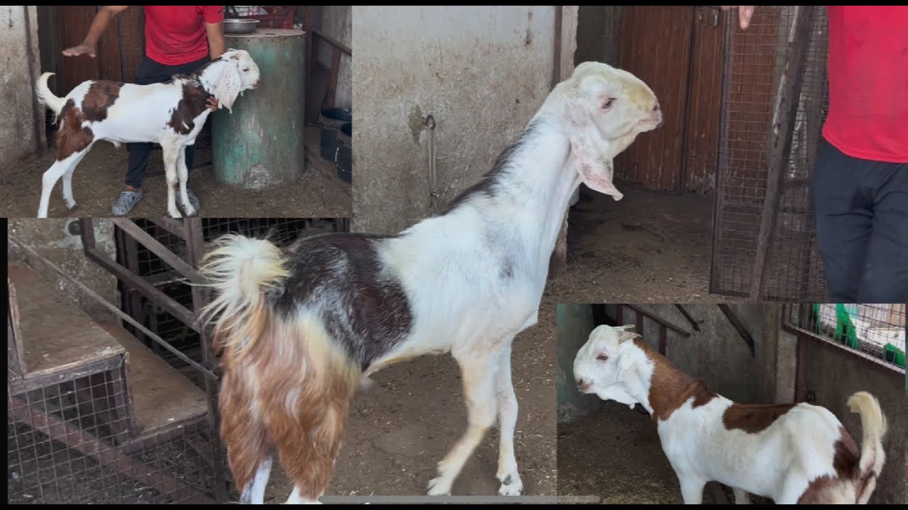 Mashallah full quality gujri palne wale goat lot start