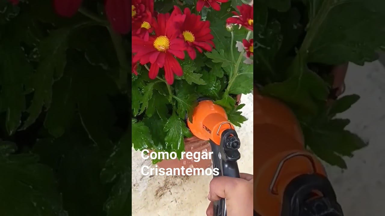 Como regar crisantemos #crisantemo #crisantemos #flores #flowers #floresbonitas #plantasconflores