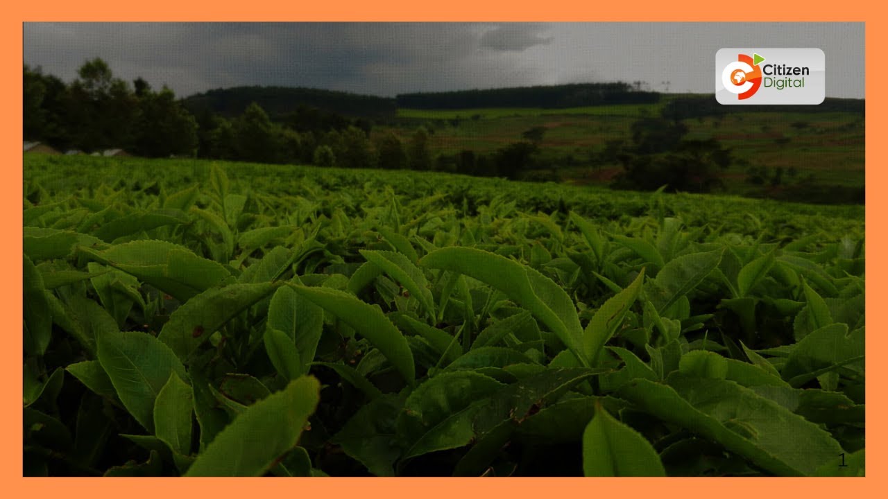 Kericho tea farmers support proposed auditing of KTDA factories
