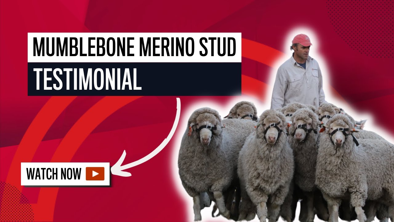 Mumblebone Case Study: Safe and Comfortable Livestock Saleyard Shelter