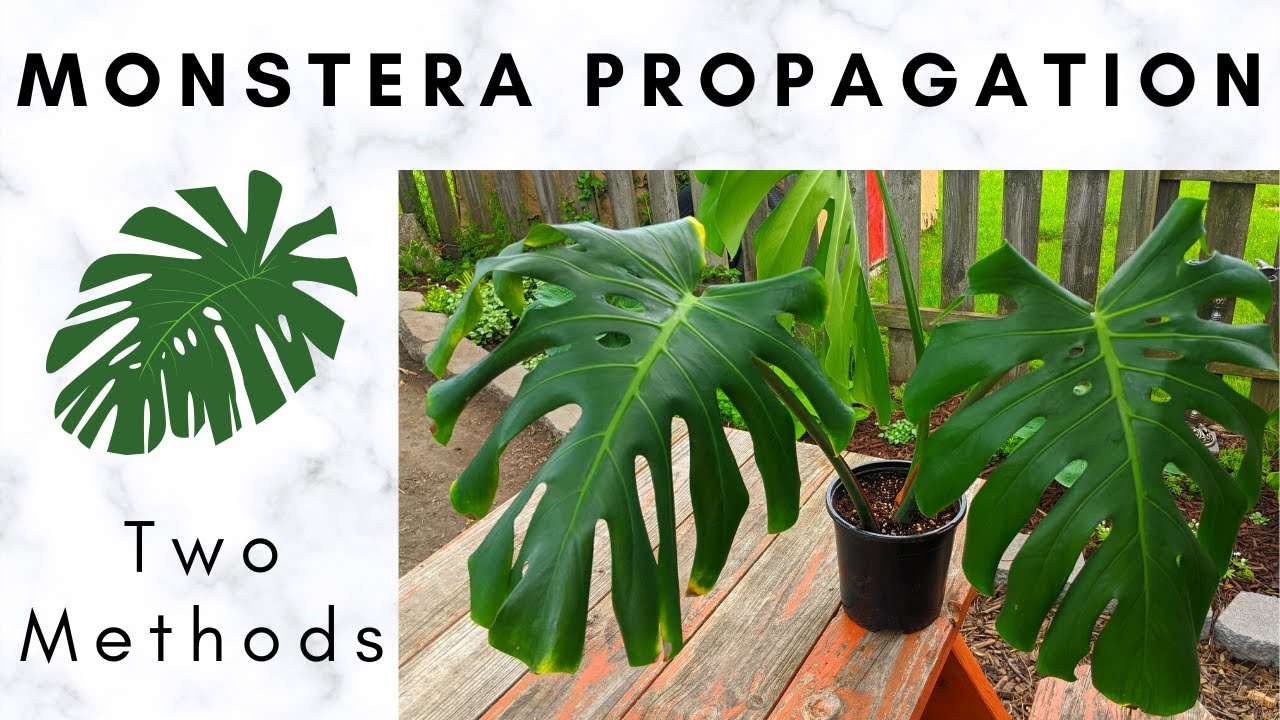 Monstera Propagation: Soil and Water Propagation