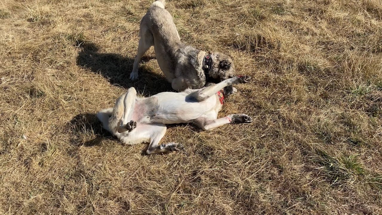 NE KADAR ENGEL OLMAYA ÇALIŞSAKTA BABASI EN SONUNDA OĞLUNA DERSİNİ VERDİ