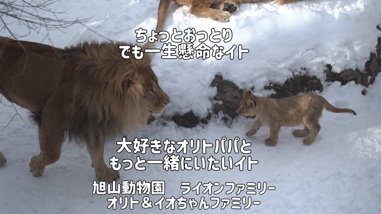旭山動物園　もっとオリトパパと一緒にいたいイト　ちょっとおっとりで引っ込み思案でも一生懸命なイト　オリト＆イオちゃんファミリー