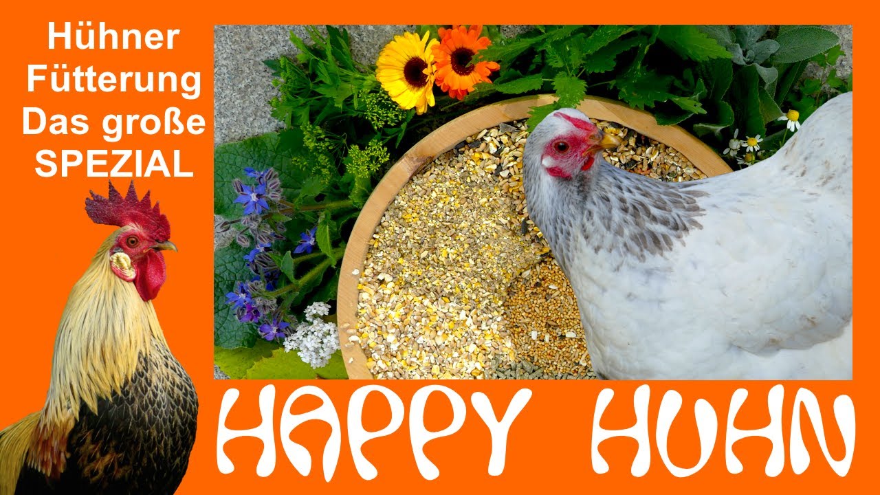 E119 H&uuml;hnerf&uuml;tterung - DAS SPEZIAL mit Futterrezepten - HAPPY HUHN - Futter f&uuml;r H&uuml;hner selber machen