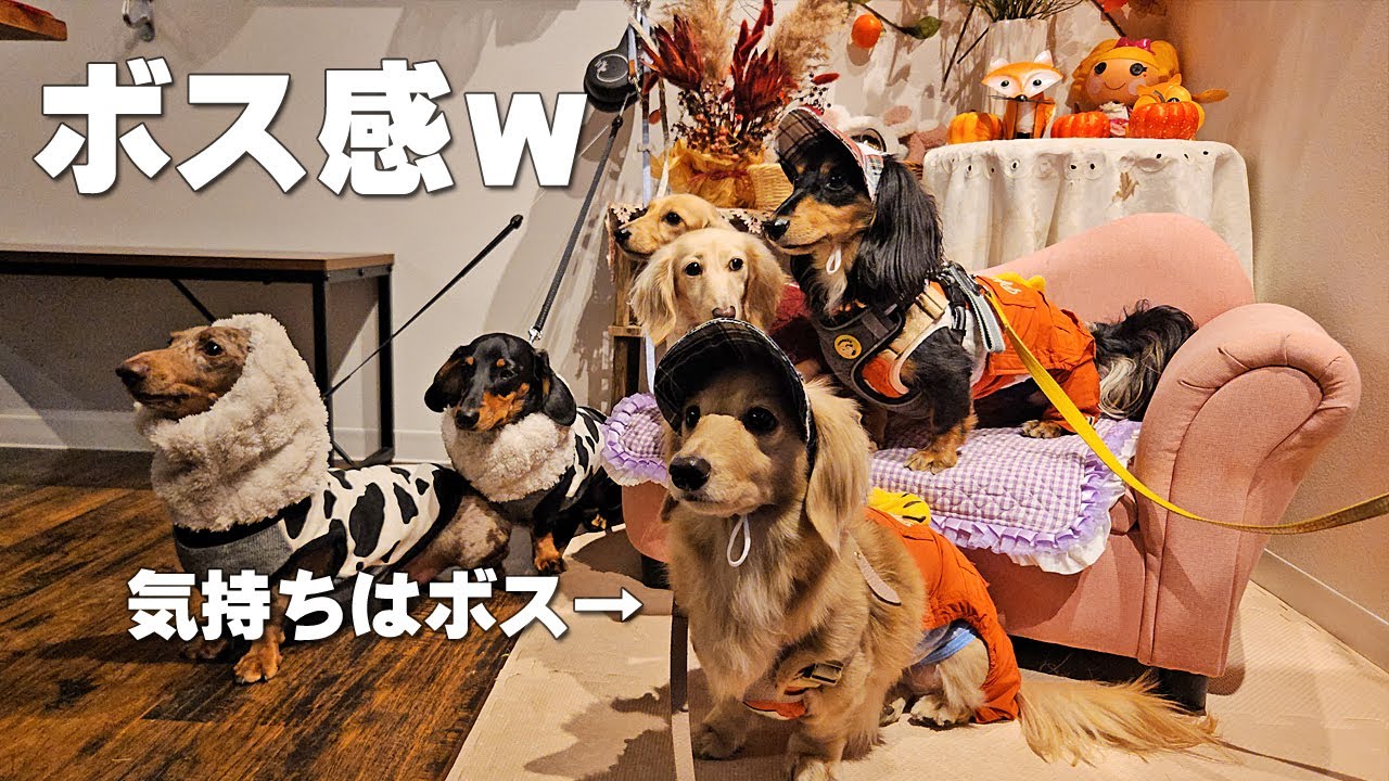 ヘタレ犬がドッグカフェ＆ランで群れの長に？｜ミニチュアダックスフンドのかわいい日常 No.551
