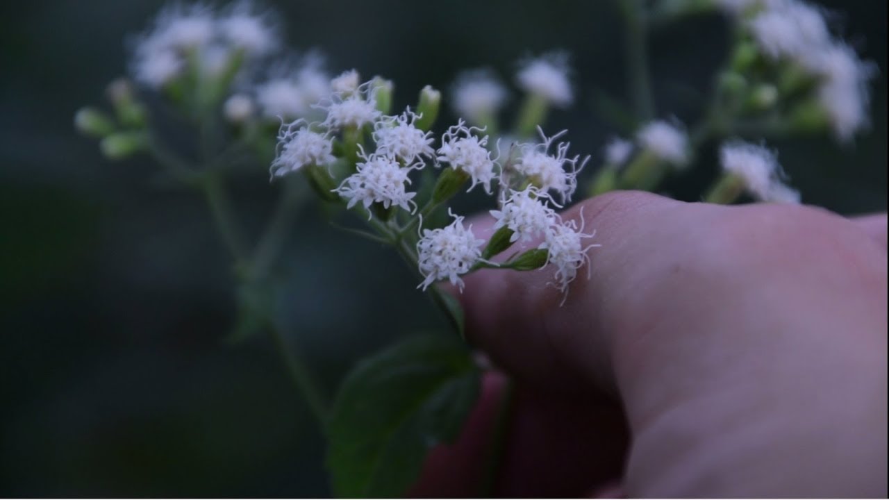 3 Obscure Wild Plants You Might See While Foraging!