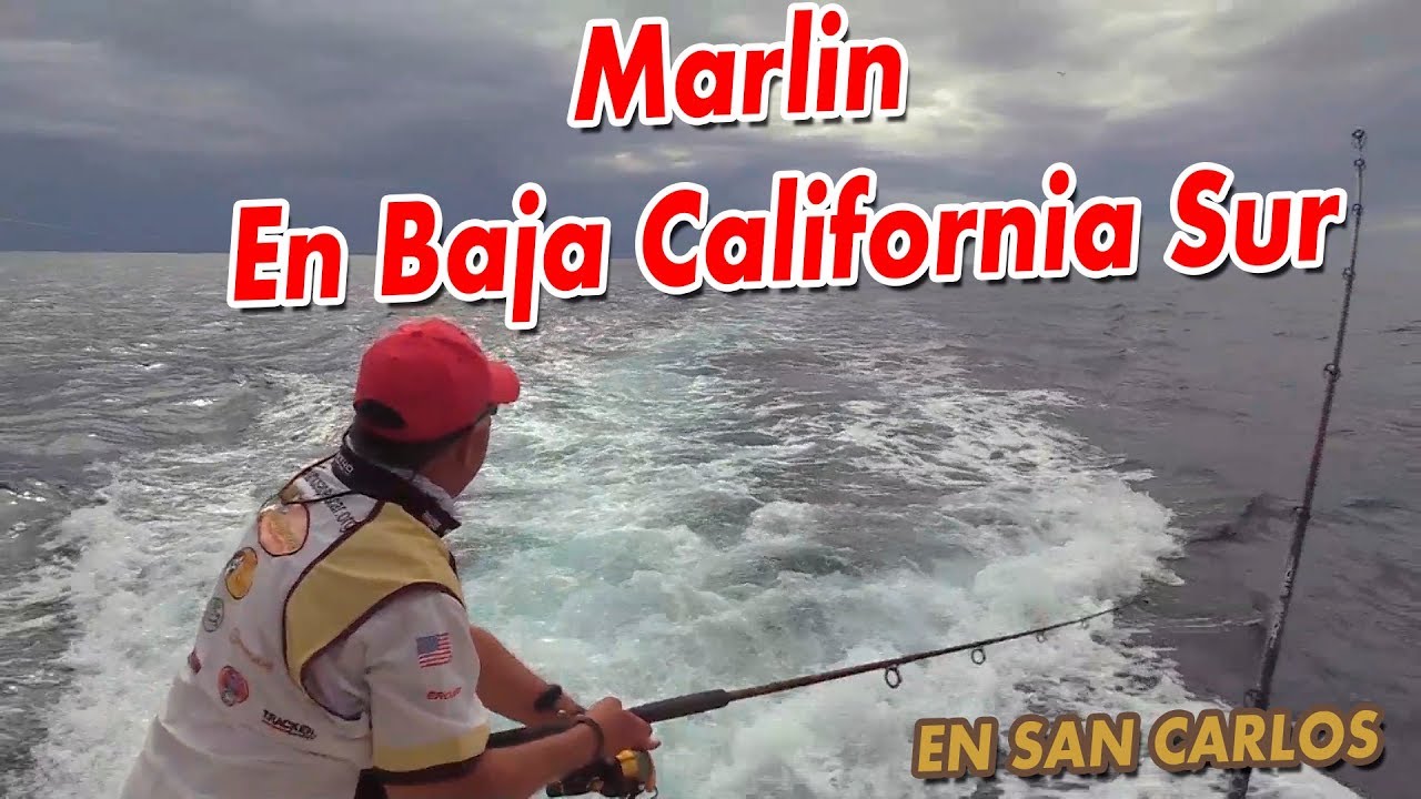 Nos Fuimos al Mar en San Carlos BCS  ¡¡¡ vean estos Picudos!!!