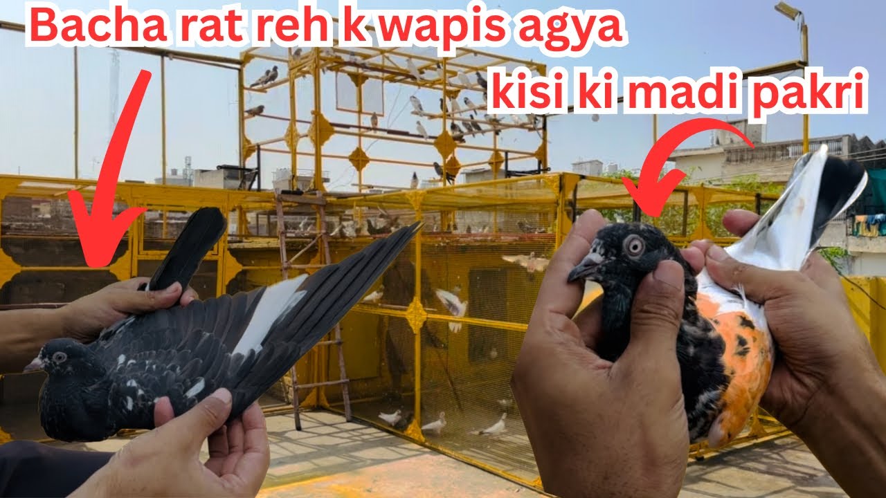 Bacha rat reh k barish mein wapis agya 😱 | Dar pigeons club | 