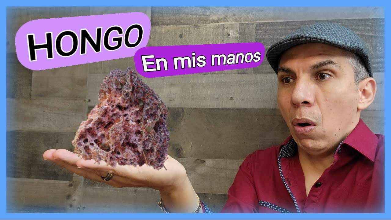 🚩CIUDADELA ATTA y la nueva Mudanza (AGARRO EL Hongo) cuanto han crecido//MUDANZA TOTAL