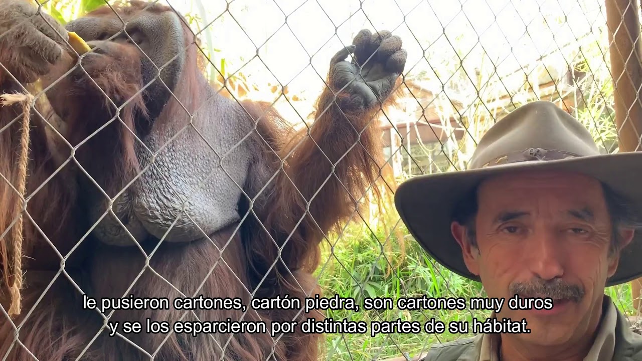 BUIN ZOO TE ACOMPAÑA EN CASA (Las Historias de Sandai)