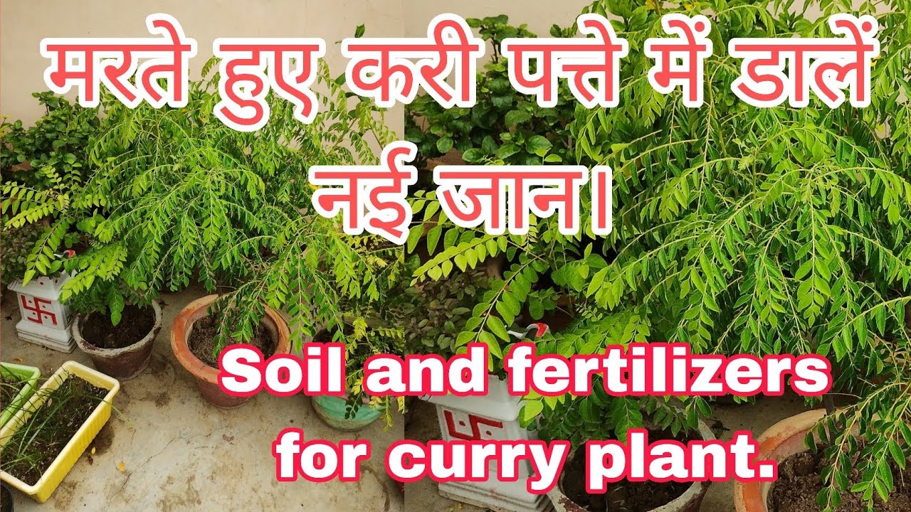 सूखते हुए करी पत्ता को फिर से हरा भरा और घना चमकदार बनाने का तरीका/How to make curry plant bushy.