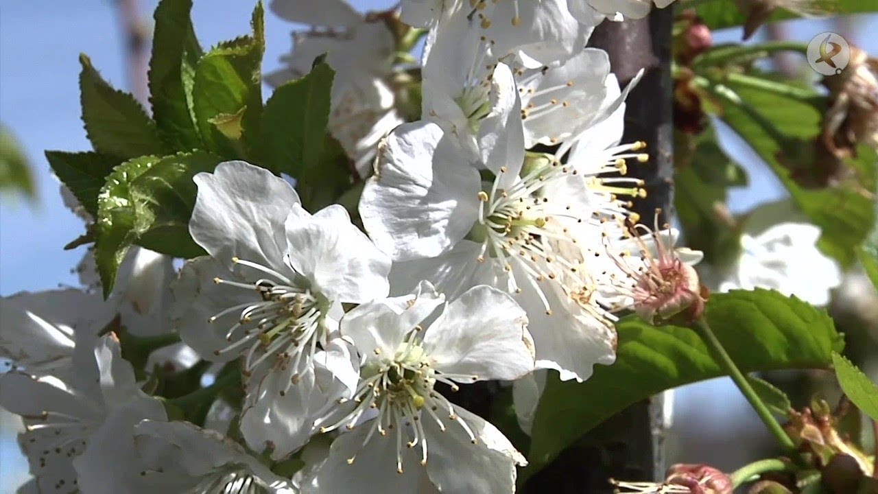 Cerezo en Flor en el Valle del Jerte | 168 Horas