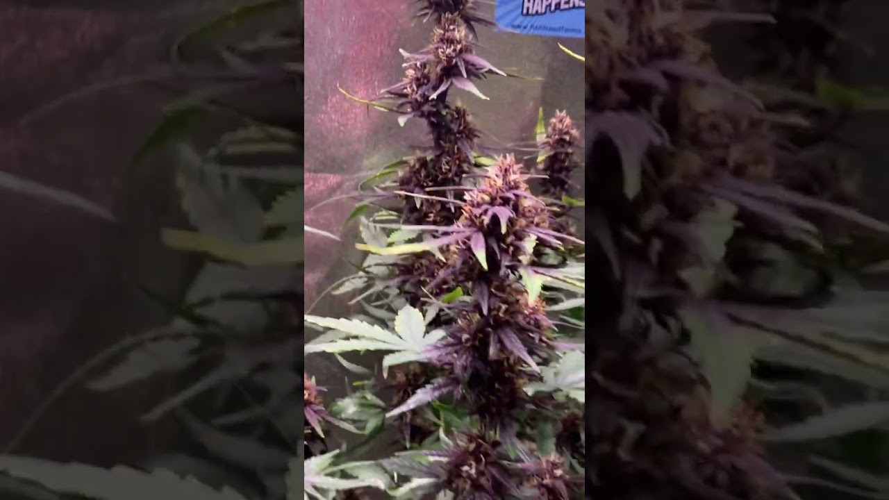 Purple kush autoflower ilgm #goodday #ilgm