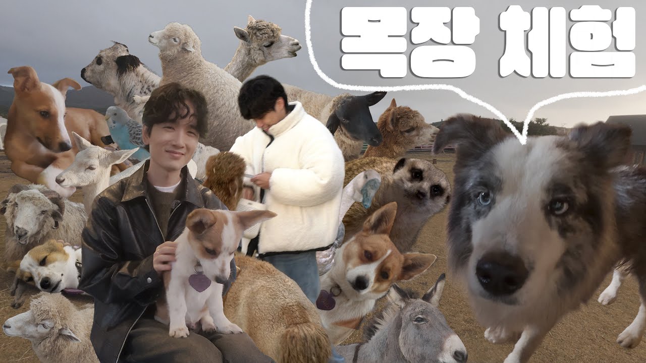 너무 귀여워서 분량 조절 실패한 동물 먹이주기 체험 | 새별프렌즈 목장카페