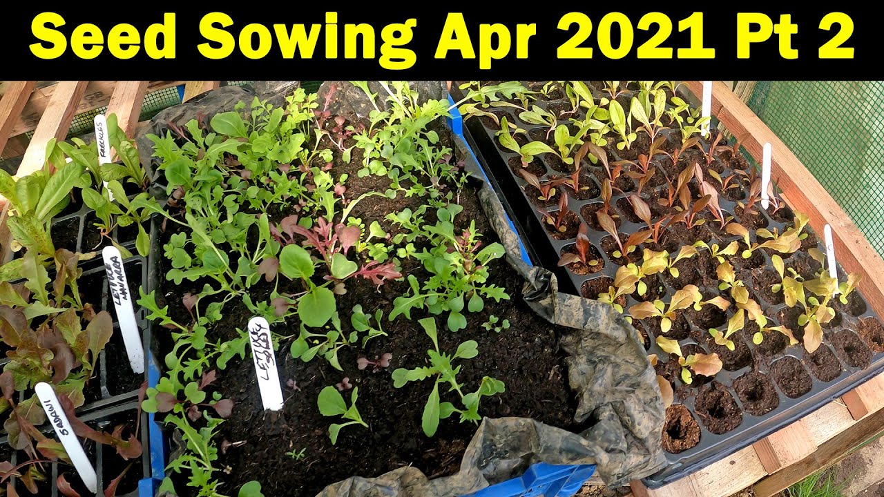 Seed Sowing in April | Seeds to Sow in April | Peat Free Trials | Part 2 | Green Side Up