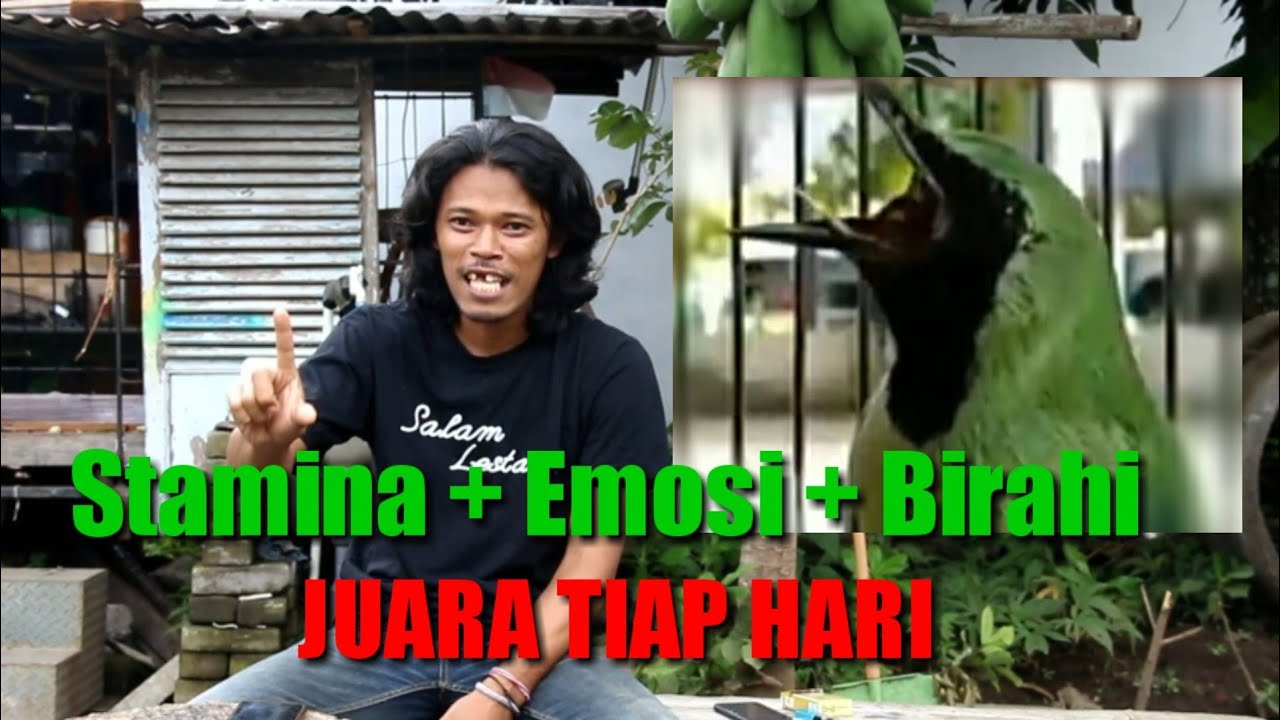 🔴Tips‼️Memilih & Merawat Cucak Hijau Bahan Hingga Juara-Dokter Aan