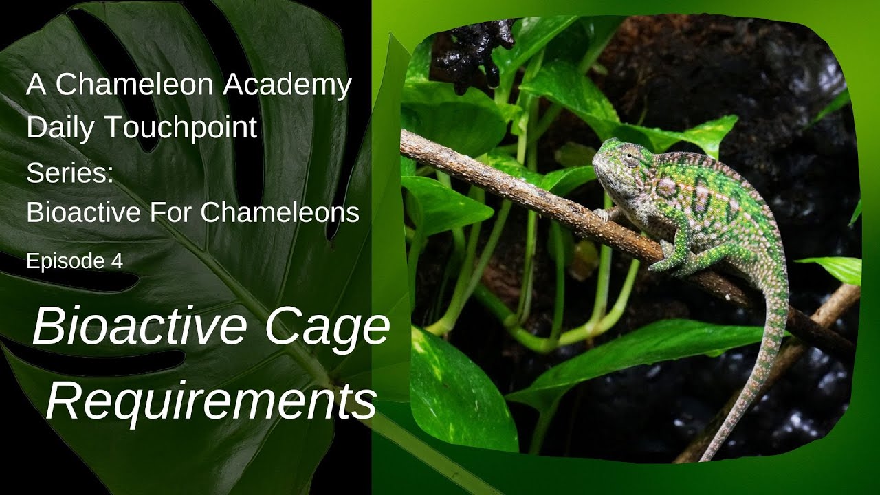 Chameleon Bioactive Cage - what to look for