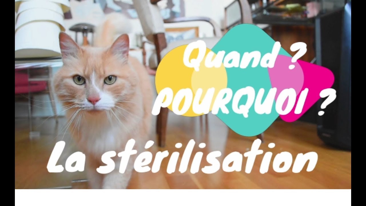 [Gnocky] La stérilisation du chat