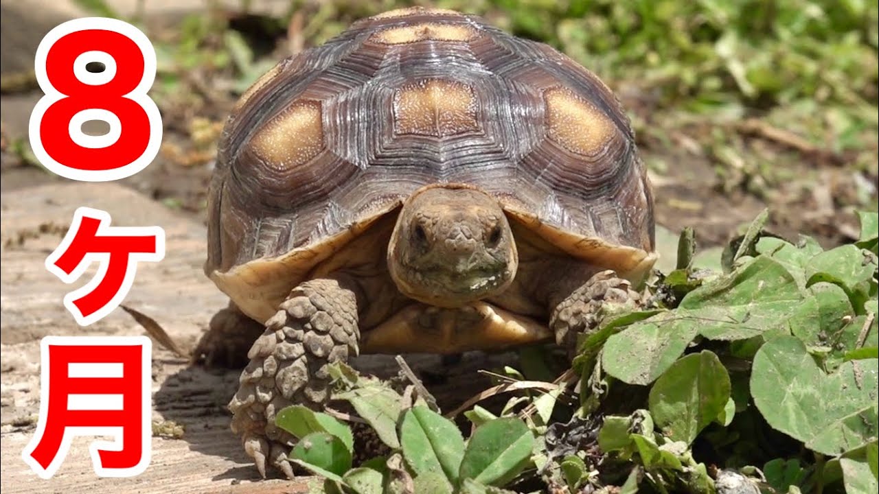 リクガメの赤ちゃんが生まれて８ヶ月が経ちました