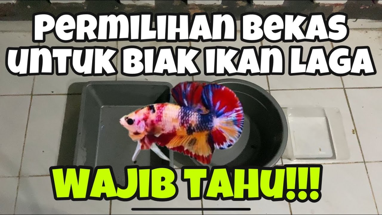 Bekas yang sesuai untuk breed ikan laga // AMAT PENTING!!!