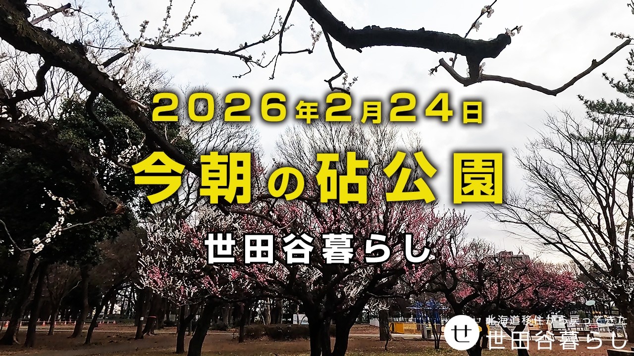 世田谷散歩｜砧公園も梅が咲いています。