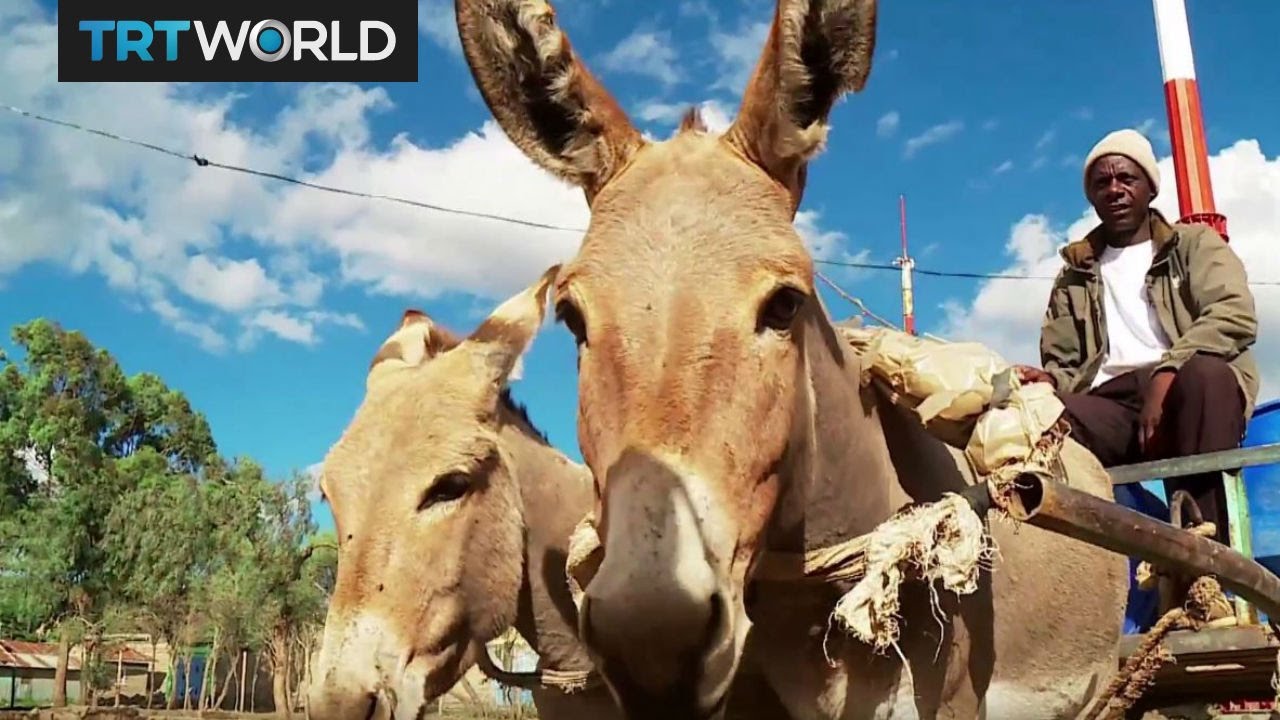 Donkey Business: Kenyan farmers cash in on donkey meat trade