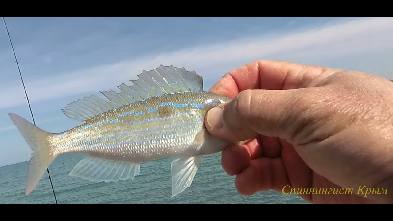 Морская рыбалка. Песчаное. Отличный клёв морского окуня.