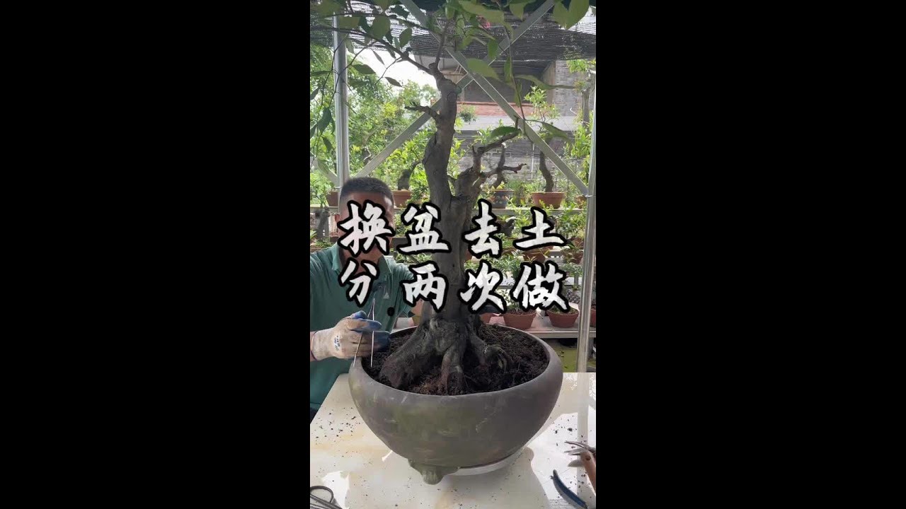 #金弹子 #老鸦柿#盆景 #花卉绿植#趴皮哥