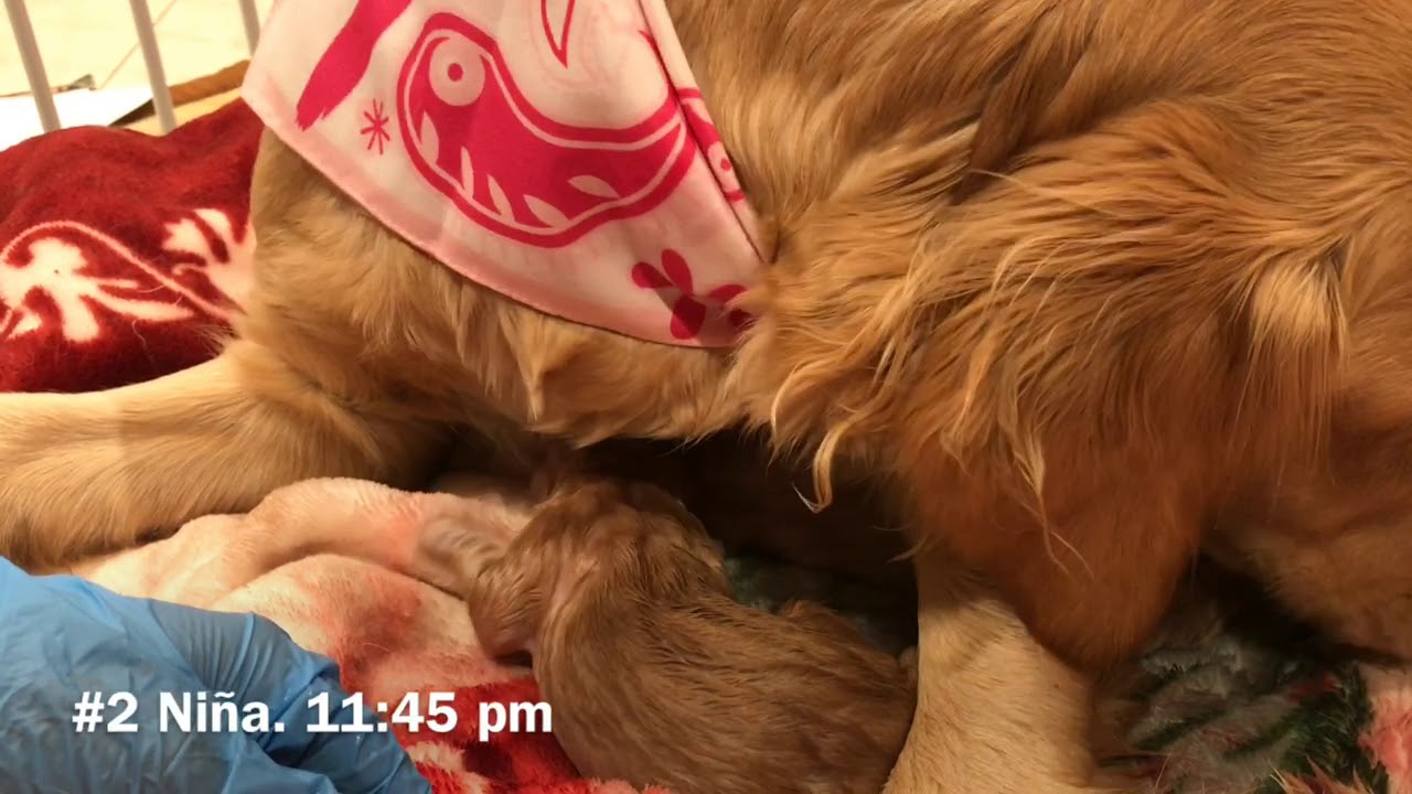 Parto Golden Retriever #2.  Newborn Golden Retriever