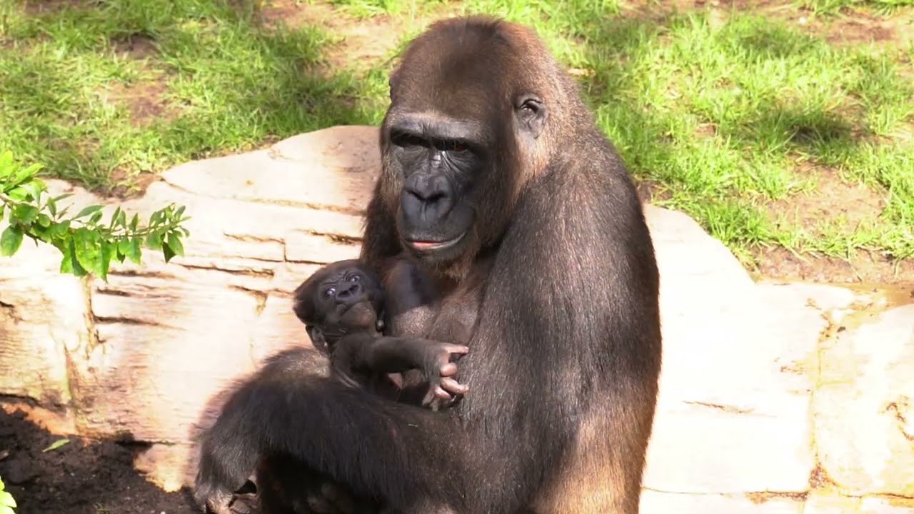 Ernie, la pequeña cría de gorila, cumple un mes en BIOPARC Fuengirola