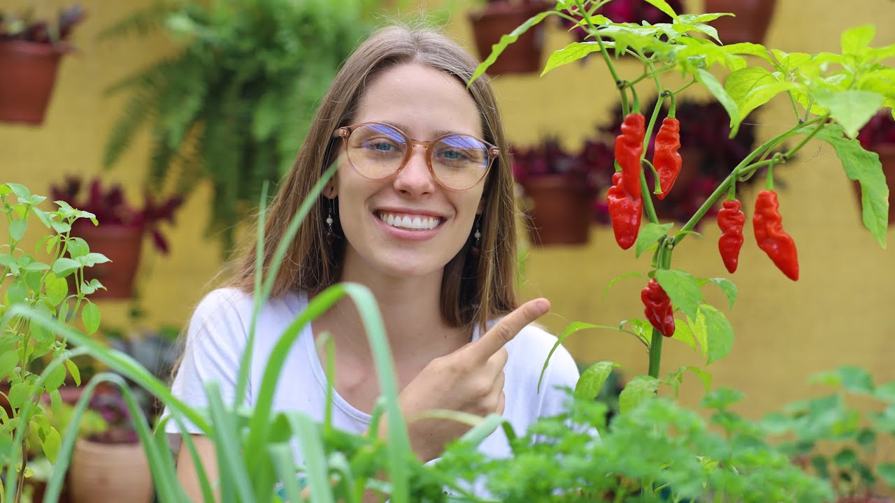 5 plantas de horta que amam sol!