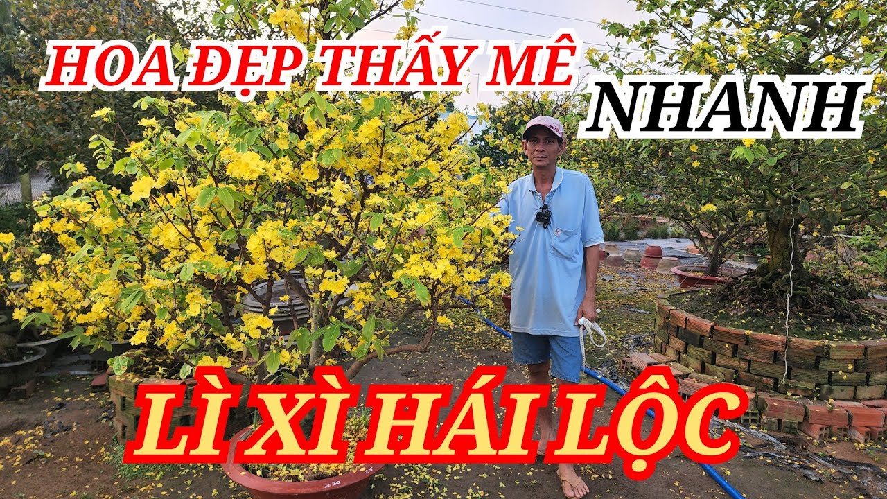 📞 NHỰT 0763626054 MAI TÀNG HOA ĐẸP LÌ XÌ MỨC RẺ HÁI LỘC ĐẦU NĂM BAO SHIP 24/02/2026 | Bến Tre Ơi