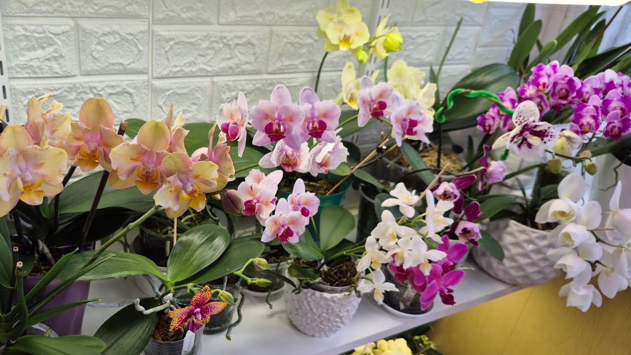Огляд квітування підлітків (зима2026)🌺#фаленопсиси#орхідеї#orchids#метелики