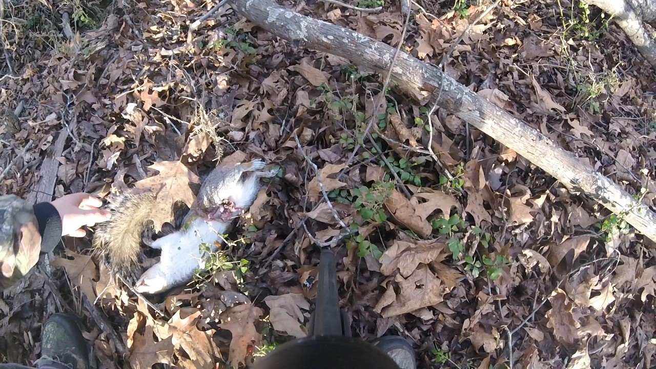 Squirrel hunting before seasons out!