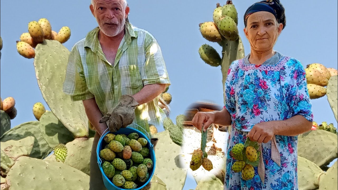 Harvesting Prickly Pear in the Mountain: Rural Life in Algeria | a Great Video About Country Life.
