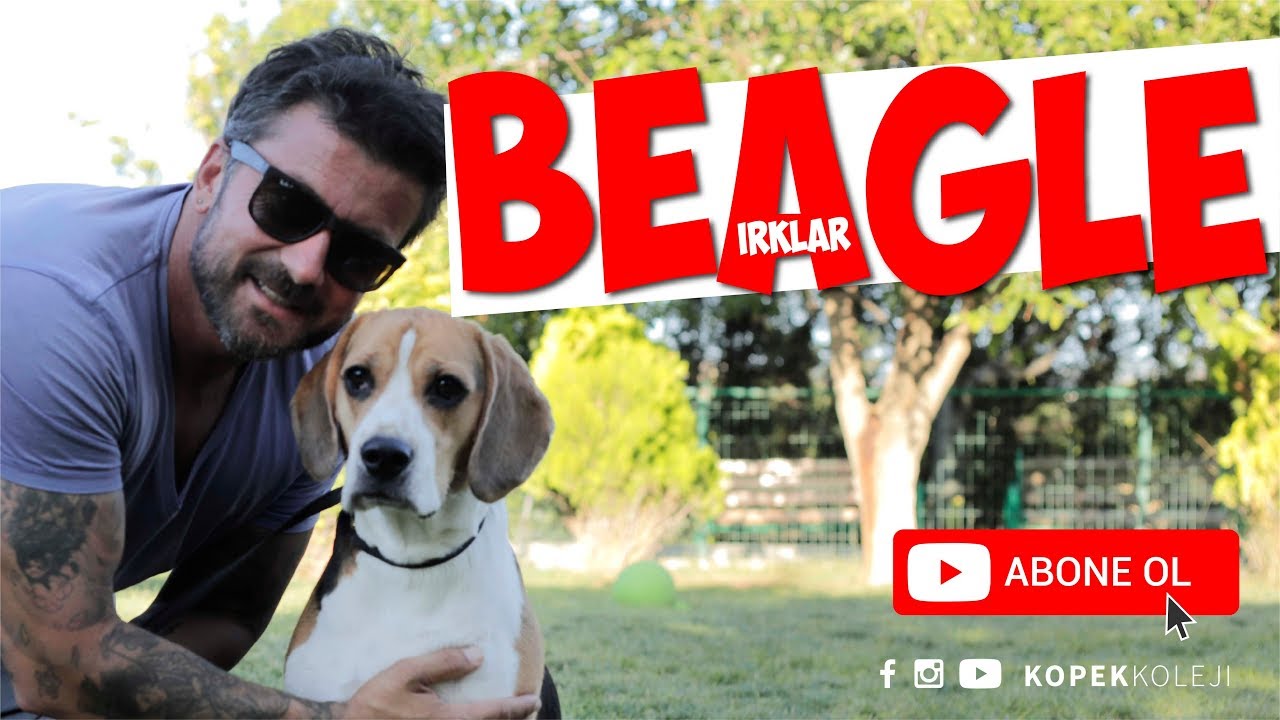 Köpek Irkları - Beagle