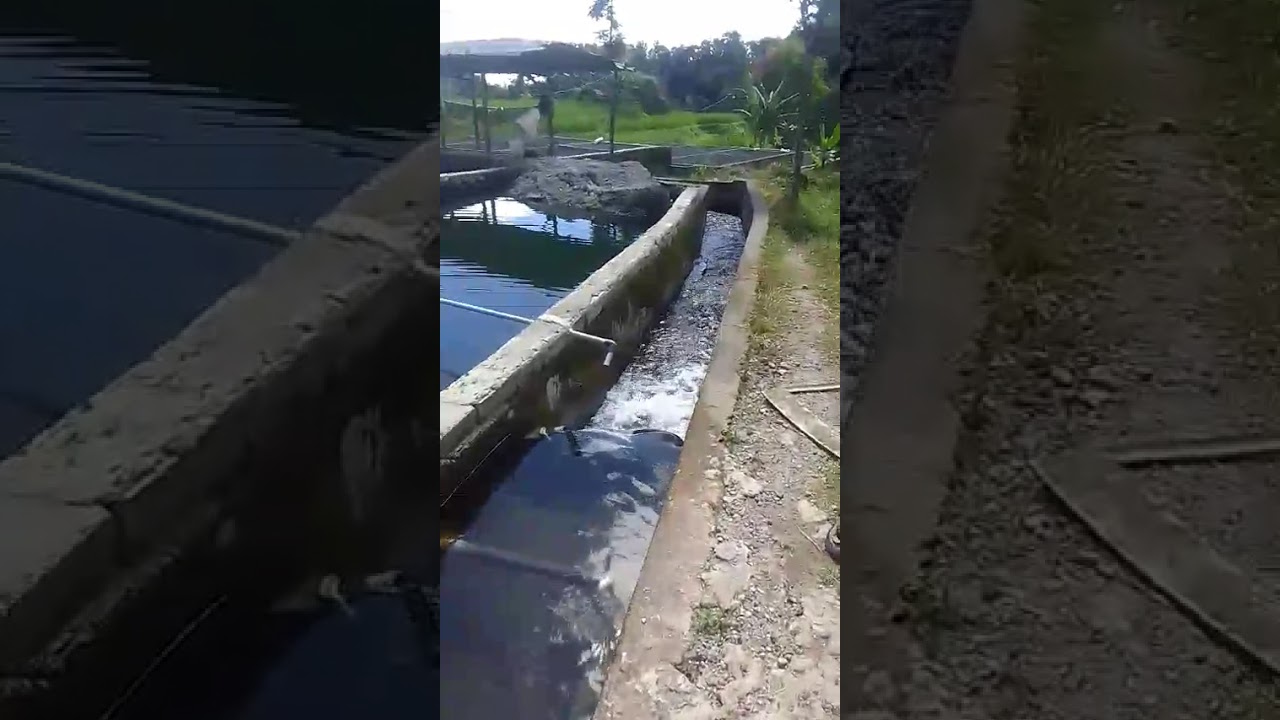 Tanah plus kolam ikan murah luas 3000 meter ss AJB RP 550 juta