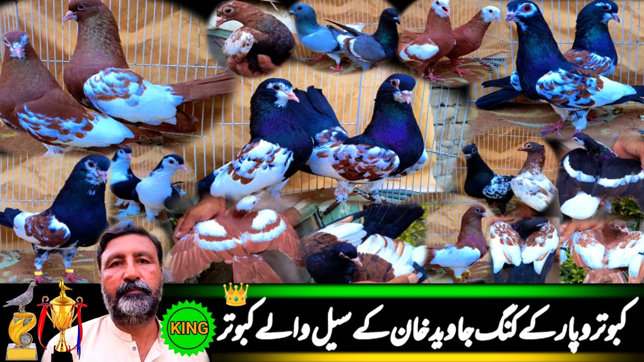 Pigeon Sold By Javed Khan The King Of Pigeons Business | ForSale Pigeon Video| Colorfull Rangen Bird