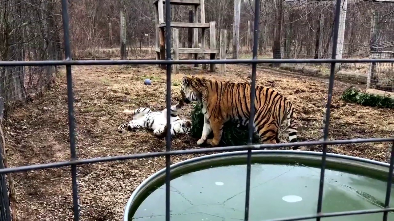 A Visit to the Exotic Feline Rescue Center in Indiana